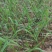 河南滑县出售适合北种植的黑皮甘蔗(北方果蔗)种