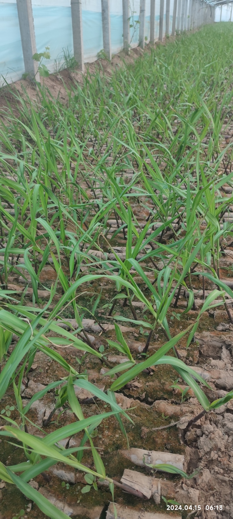 河南滑县出售适合北种植的黑皮甘蔗(北方果蔗)种