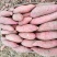 广东陆丰鸡骨香红薯普力