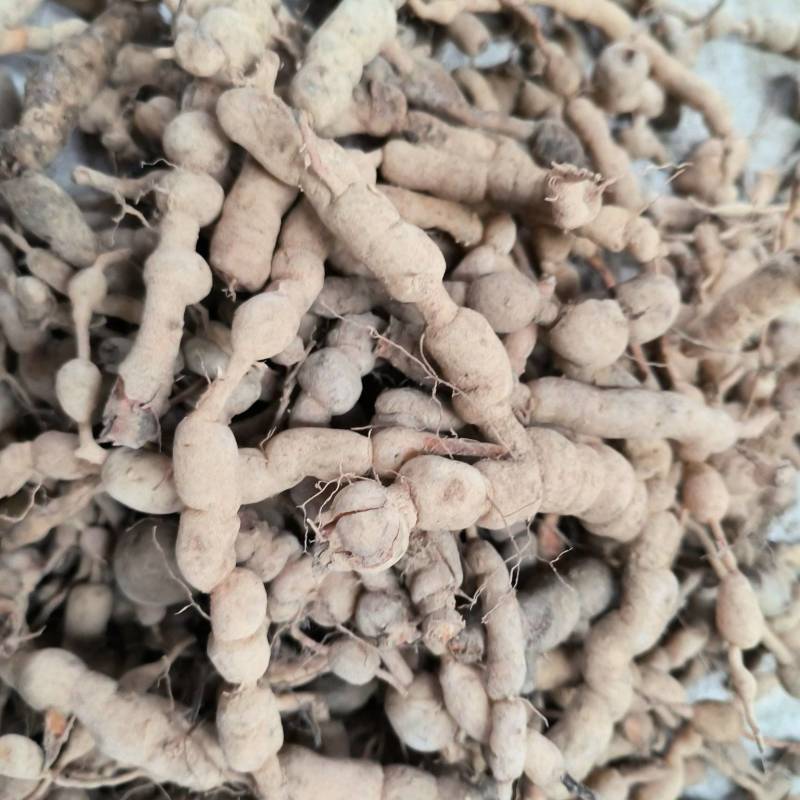 湖北精品巴戟天规格齐全，货源充足全国发货价格低欢迎咨询