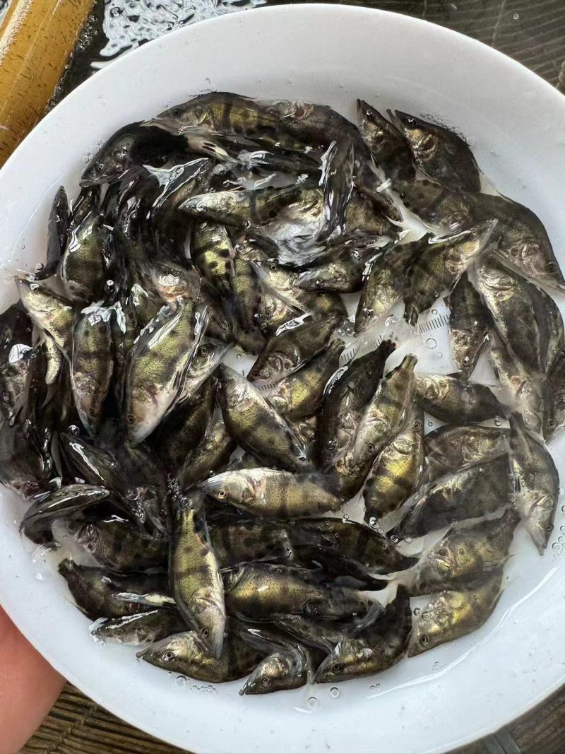 鳜鱼桂花鱼苗白鳜基地直发，产品优质，大量走货