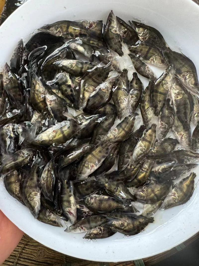 鳜鱼桂花鱼苗白鳜基地直发，产品优质，大量走货