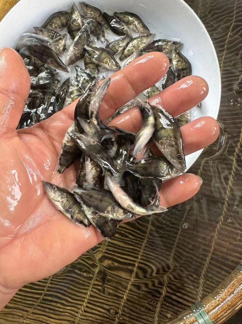 鳜鱼桂花鱼苗白鳜基地直发，产品优质，大量走货