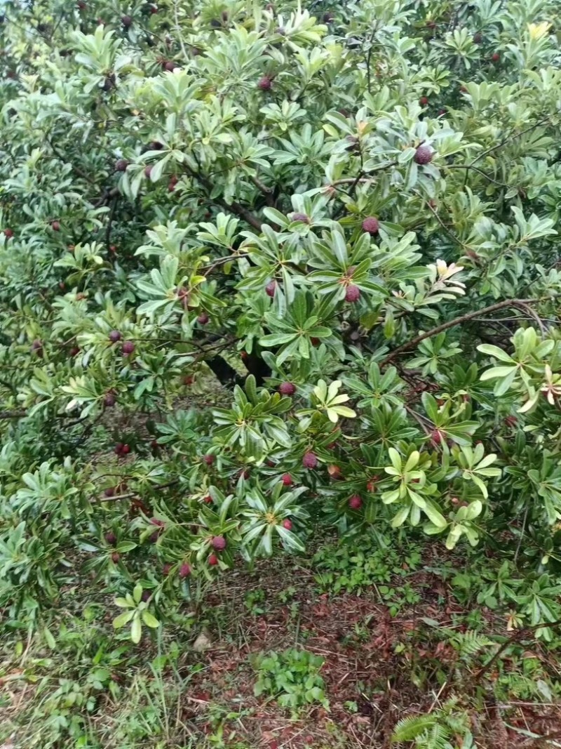 特大果精品杨梅，大量有货，欢迎各位老板咨询