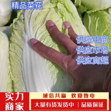 【白菜】黄心白菜，诚信代办，合作共赢，量大优惠，欢迎来电