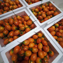 【精品】云南树番茄，新鲜现摘口感好，产地直发价格实惠