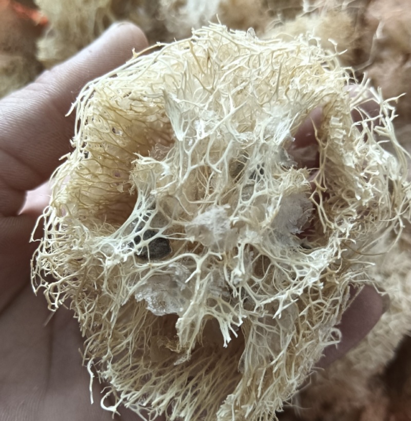 丝瓜络，丝瓜瓤，新货无硫产地直发实拍现货，24小时内发货