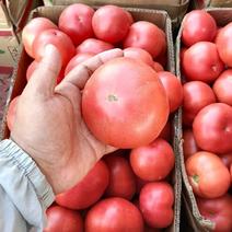 【精品】河南西红柿~大量供应中，质量好，价格优，全国