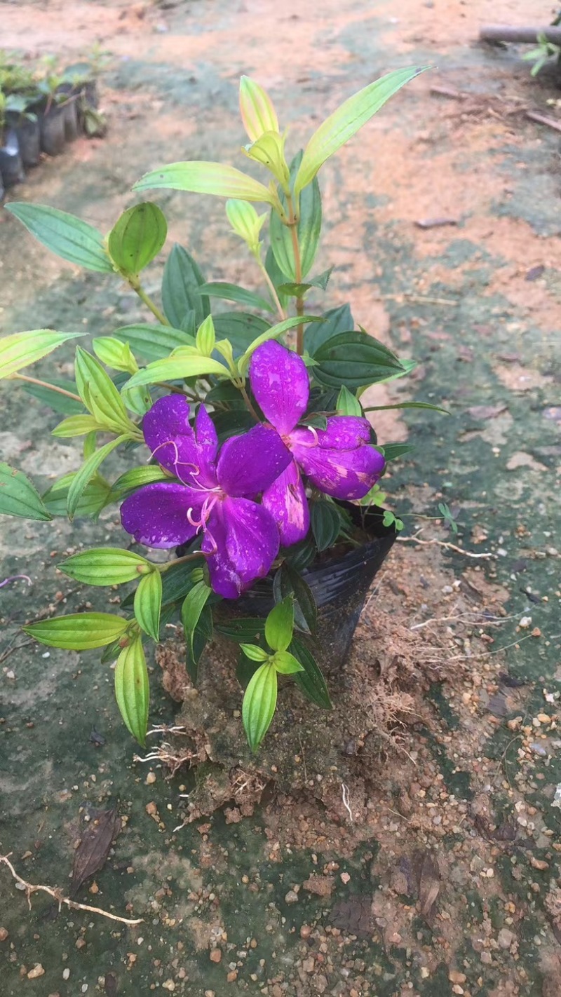 紫花牡丹/巴西野牡丹小杯中杯基地直销质量优质来电咨询