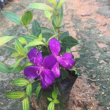 紫花牡丹/巴西野牡丹小杯中杯基地直销质量优质来电咨询