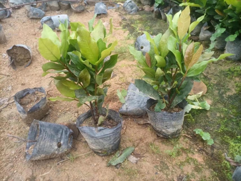 龙船花小杯中杯盆栽基地直销质量优质欢迎老板来电咨询