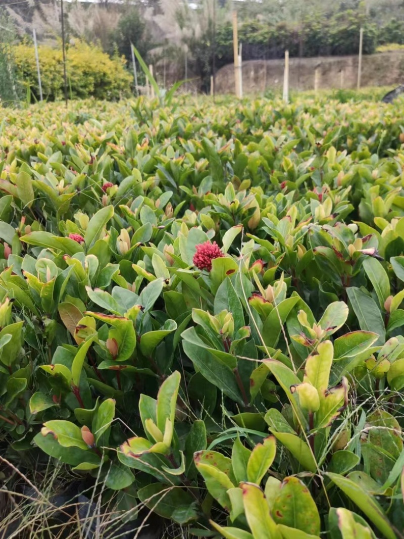 龙船花小杯中杯盆栽基地直销质量优质欢迎老板来电咨询