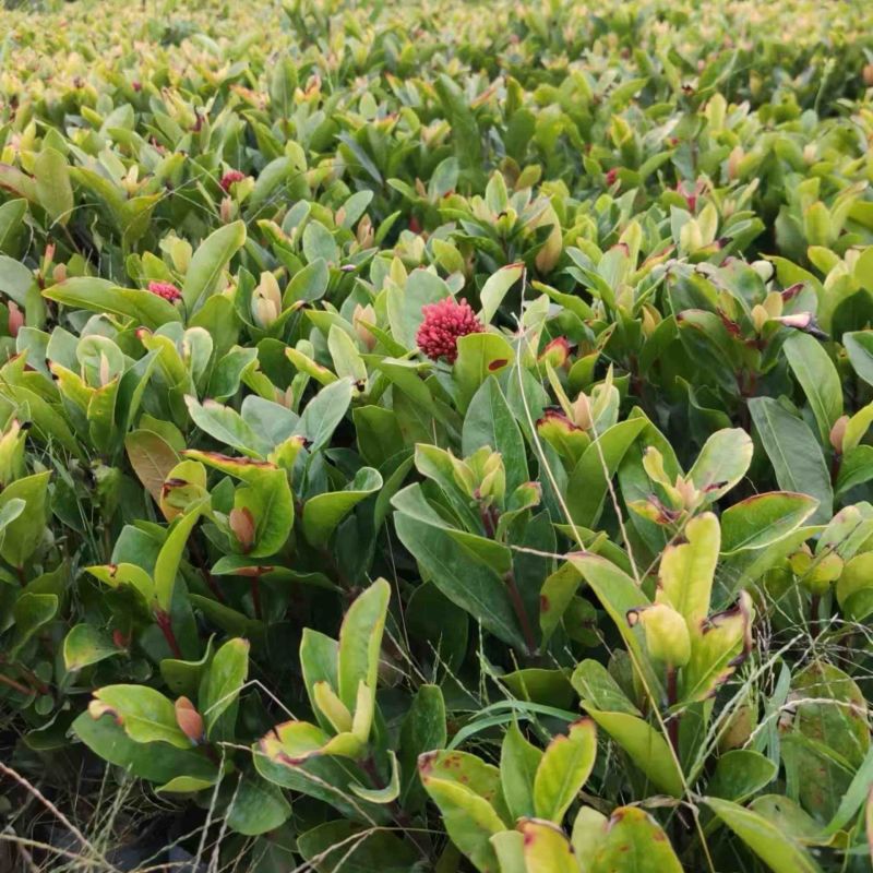 龙船花小杯中杯盆栽基地直销质量优质欢迎老板来电咨询