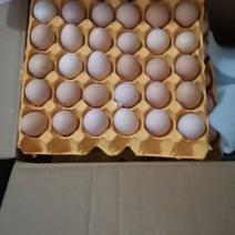 卖果圆散养鸡土鸡蛋，农村自己饲养可批发可零售发全国各地。