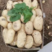 山东黄心土豆荷兰土豆v7土豆大量上市了，，货源充足，