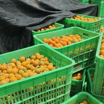 金太阳杏，对接各大工厂加工，大量供应金太阳杏