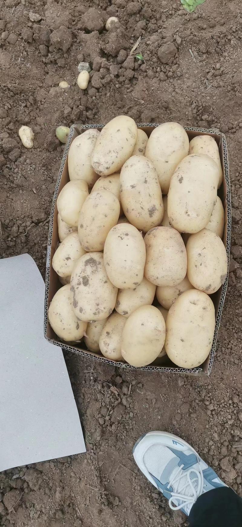 山东黄心黄皮土豆大量上市了，货源充足保质保量全国发货