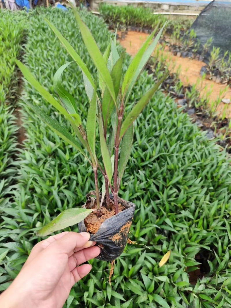 翠芦莉苗