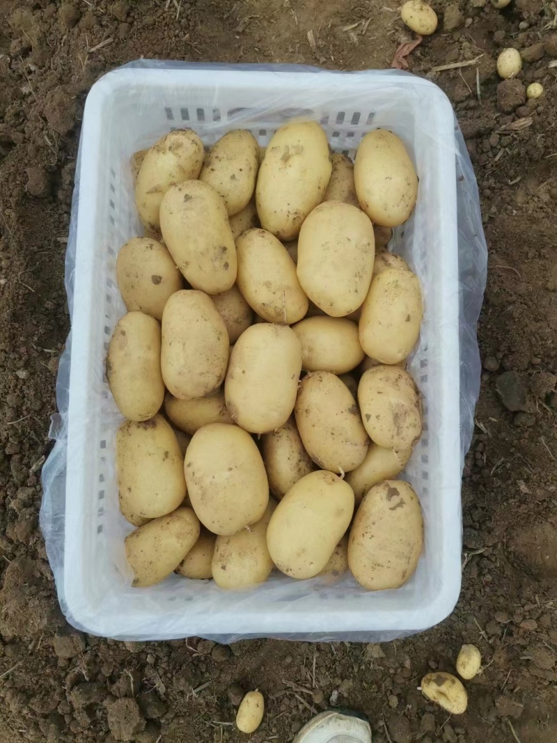 山东黄心土豆荷兰土豆v7土豆大量上市了，，货源充足，
