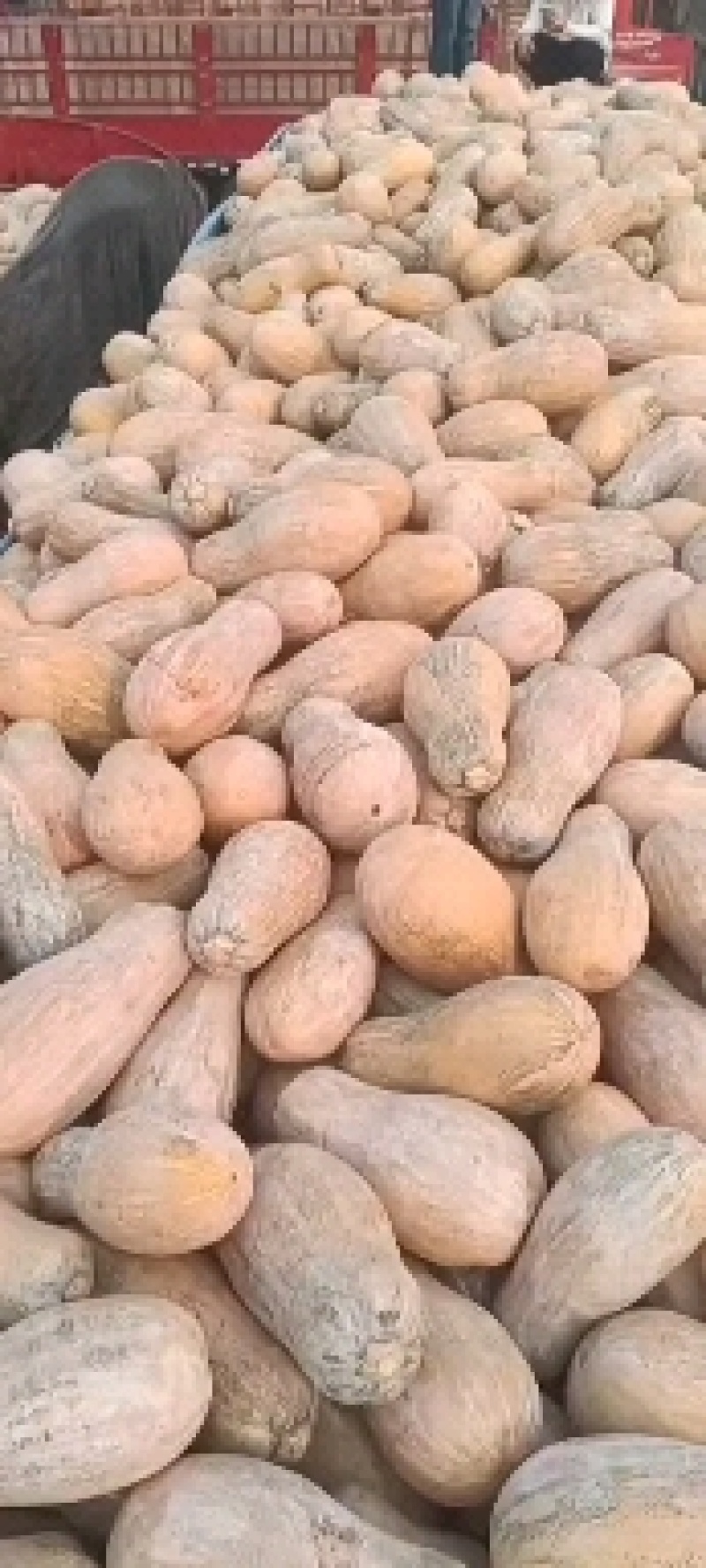 云南密本南瓜