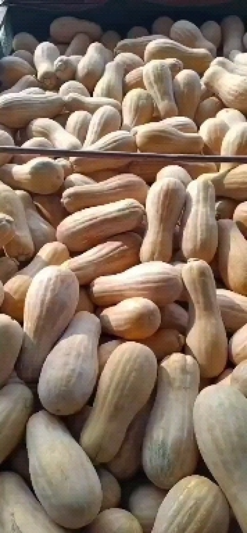 云南密本南瓜