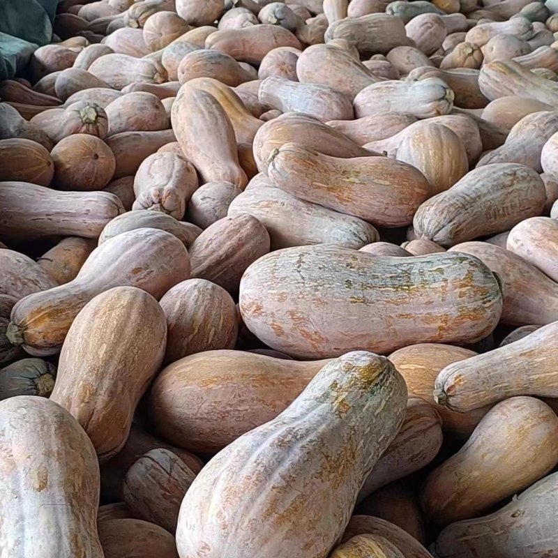 云南密本南瓜