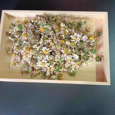 浙江淳安野生金紫尖紫菊花茶，菊花茶，大量供应，一件代发包邮