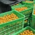 金太阳杏对接各大工厂加工一手货源保质保量可视频看货