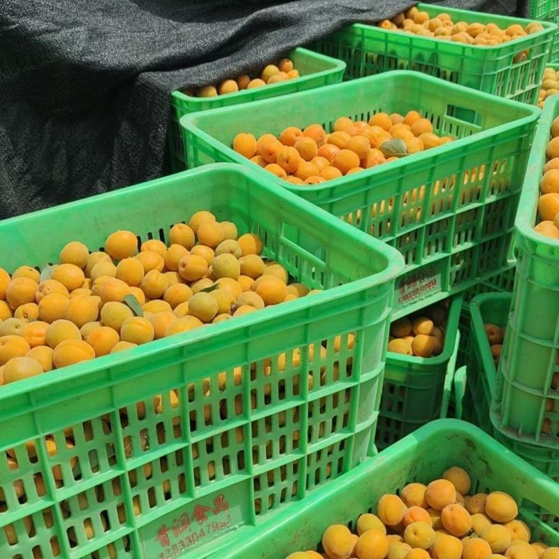 金太阳杏对接各大工厂加工一手货源保质保量可视频看货