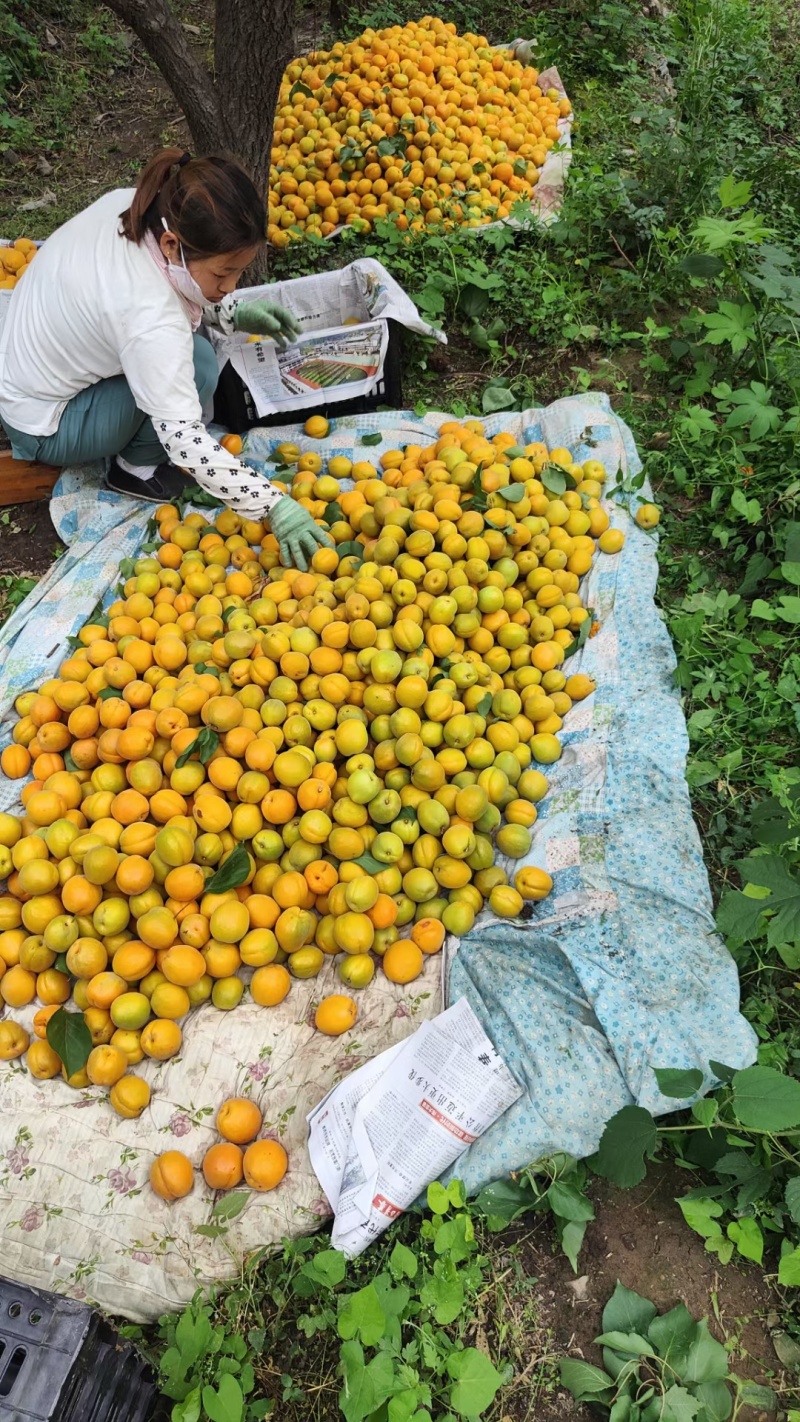 金太阳杏对接各大工厂加工一手货源保质保量可视频看货