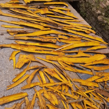 黄柏树皮