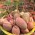 海南精品红玉芒果，产地直供，一手货源，价格低品质好包售后