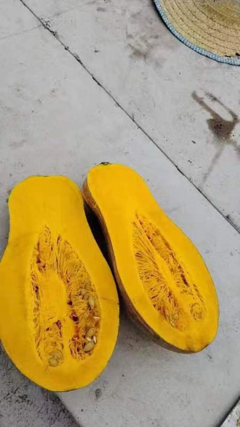 云南密本南瓜