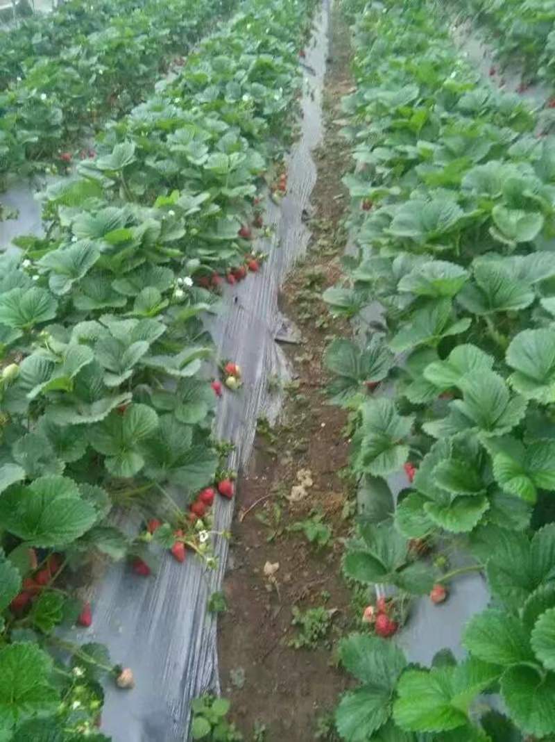 云南精品蒙特瑞草莓，自家种植基地，全年有货，货量充足