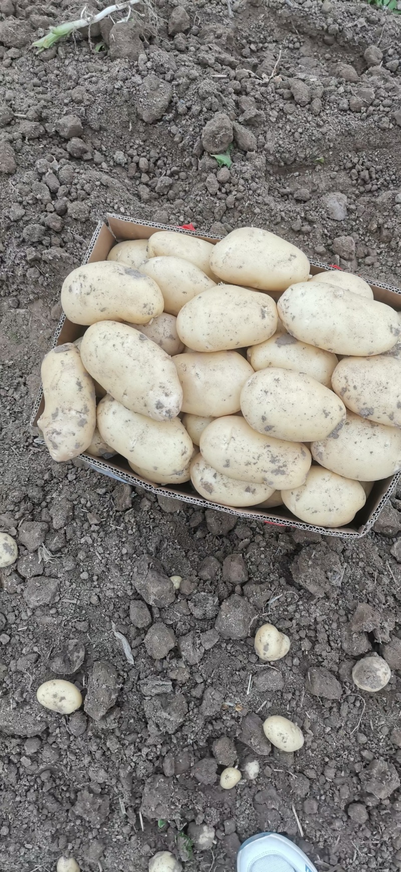 山东荷兰十五土豆V7黄心土豆大量上市了全国发货，货源充足