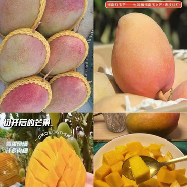 海南精品红玉芒果，产地直供，一手货源，价格低品质好包售后