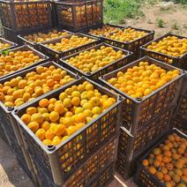 金太阳杏大量供应一手货源加工专用金太阳杏
