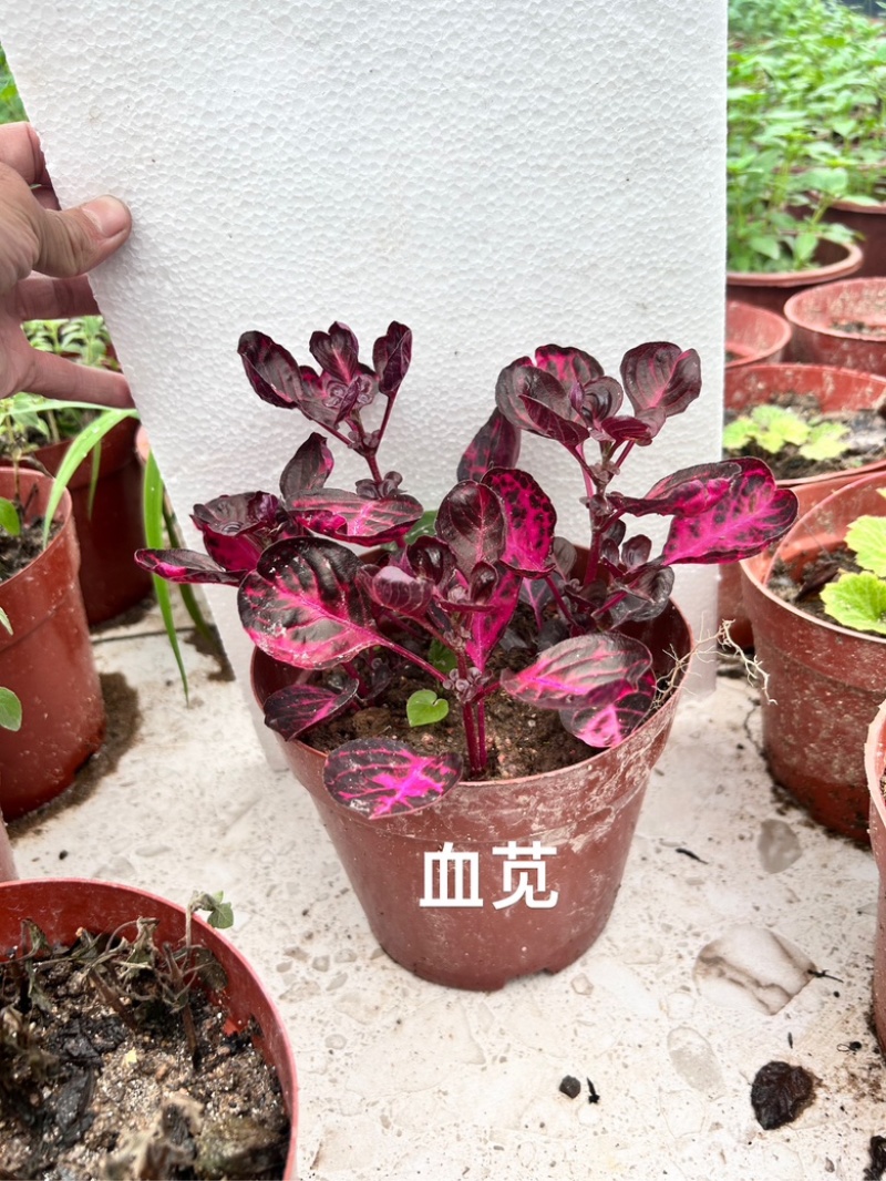 血苋养生香草中草药