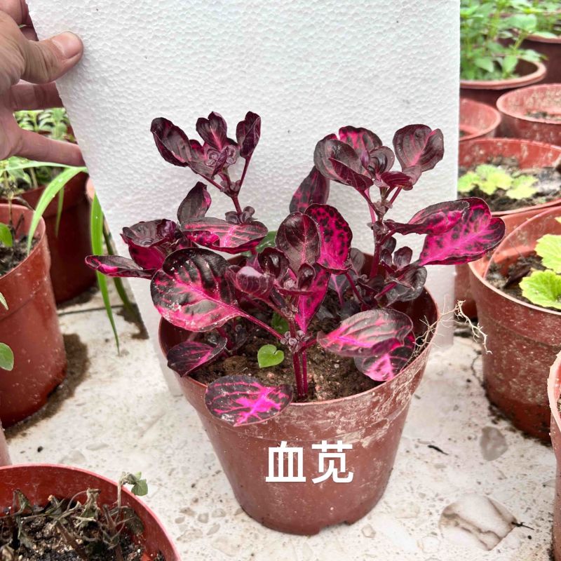 血苋养生香草中草药