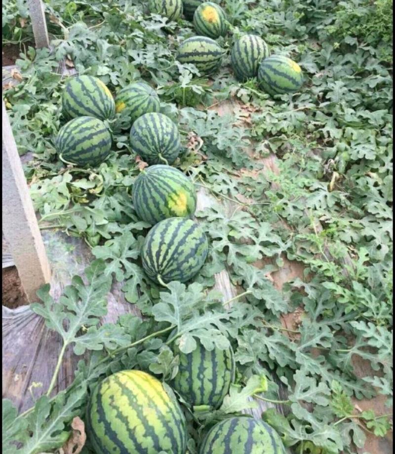 山东西瓜，甜王西瓜大量供应，新鲜采摘，皮薄肉厚新鲜采摘