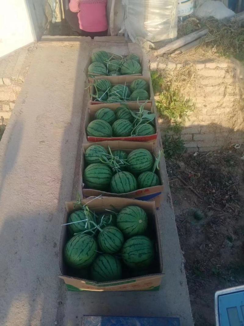 珍珠红西瓜礼品西瓜批发产地直供货源充足品质好