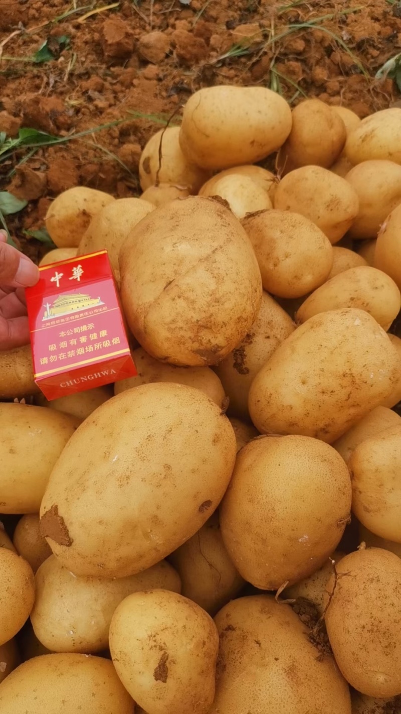 山东鲜土豆大量上市了，荷兰十五V7沃土希森土豆大量上了