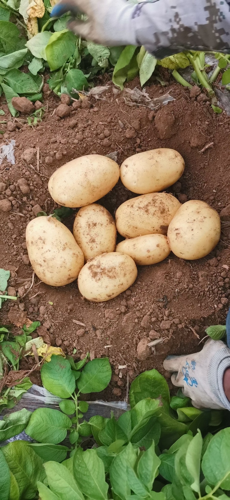 山东鲜土豆大量上市了，荷兰十五V7沃土希森土豆大量上了