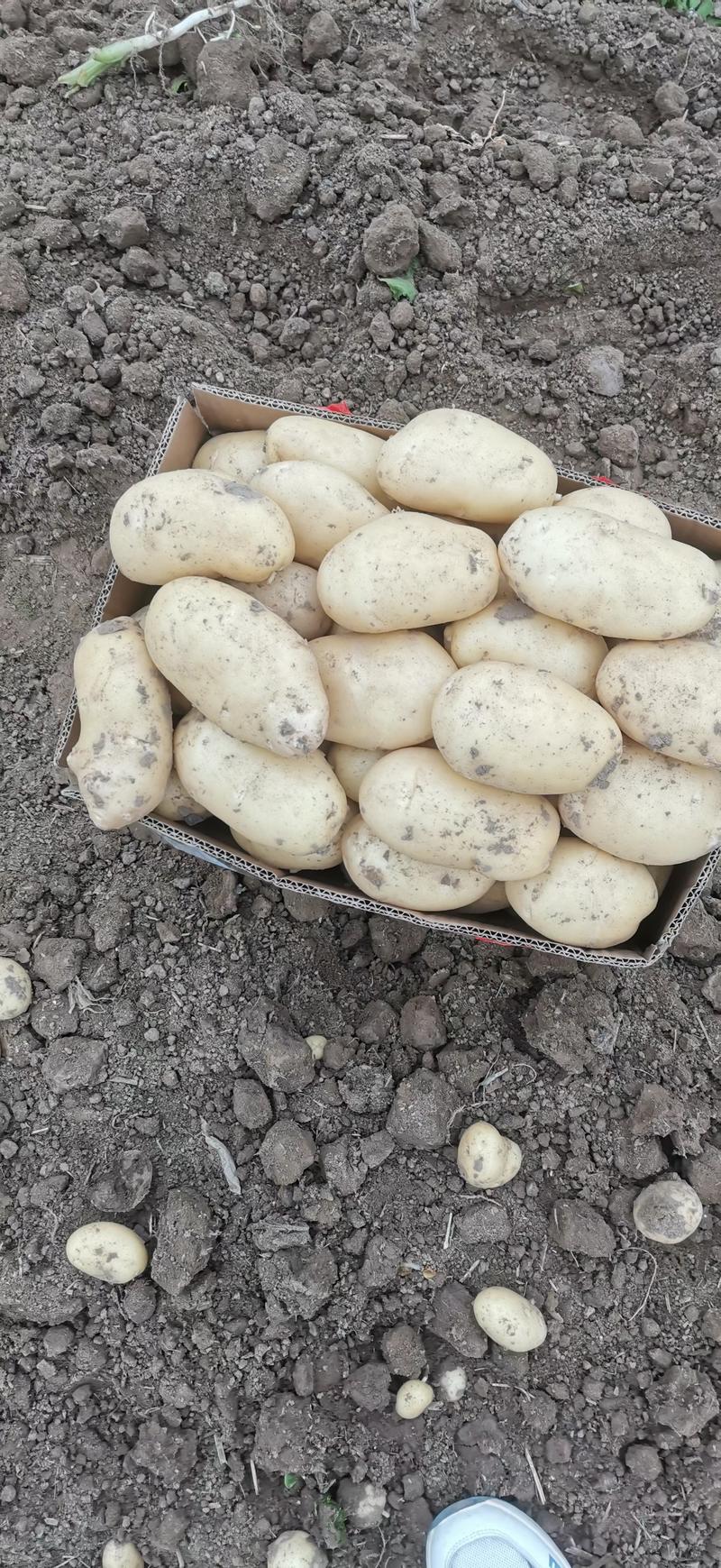 山东鲜土豆大量上市了，荷兰十五V7沃土希森土豆大量上了