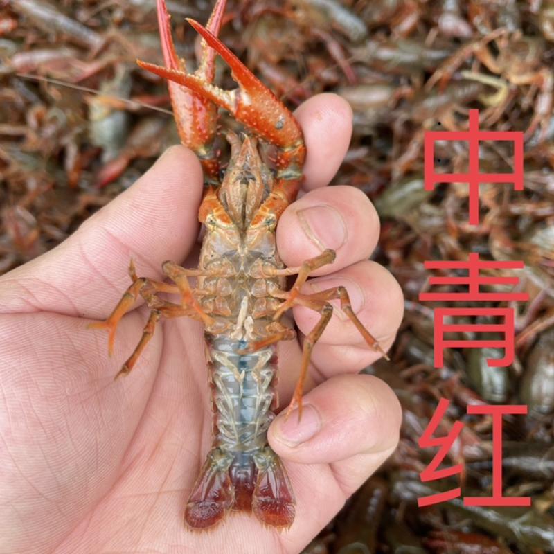 小龙虾潜江荆州小龙虾量大从优价格实惠