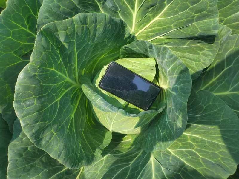 四川精品白菜莲花白包菜。紧包菜全国各地发货价格实惠