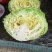四川精品白菜莲花白包菜。紧包菜全国各地发货价格实惠