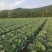 四川精品白菜莲花白包菜。紧包菜全国各地发货价格实惠
