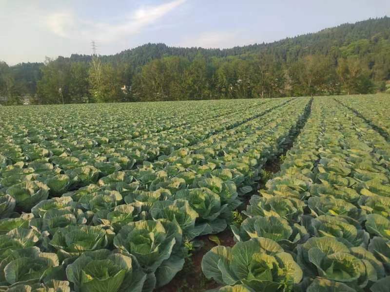 四川精品白菜莲花白包菜。紧包菜全国各地发货价格实惠