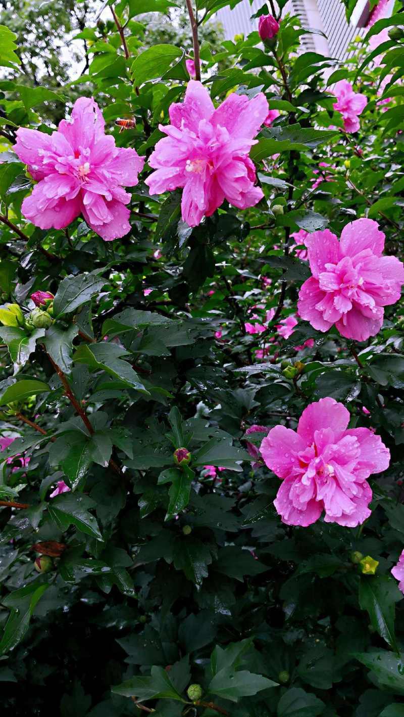 红木槿花小苗。代发货。保湿补水发货。成活率高包邮发货